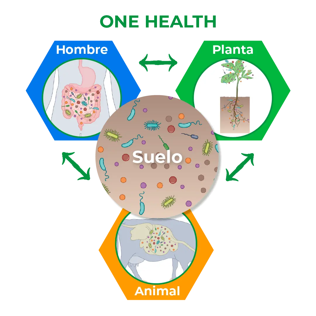 ruolo sostanza esp 2